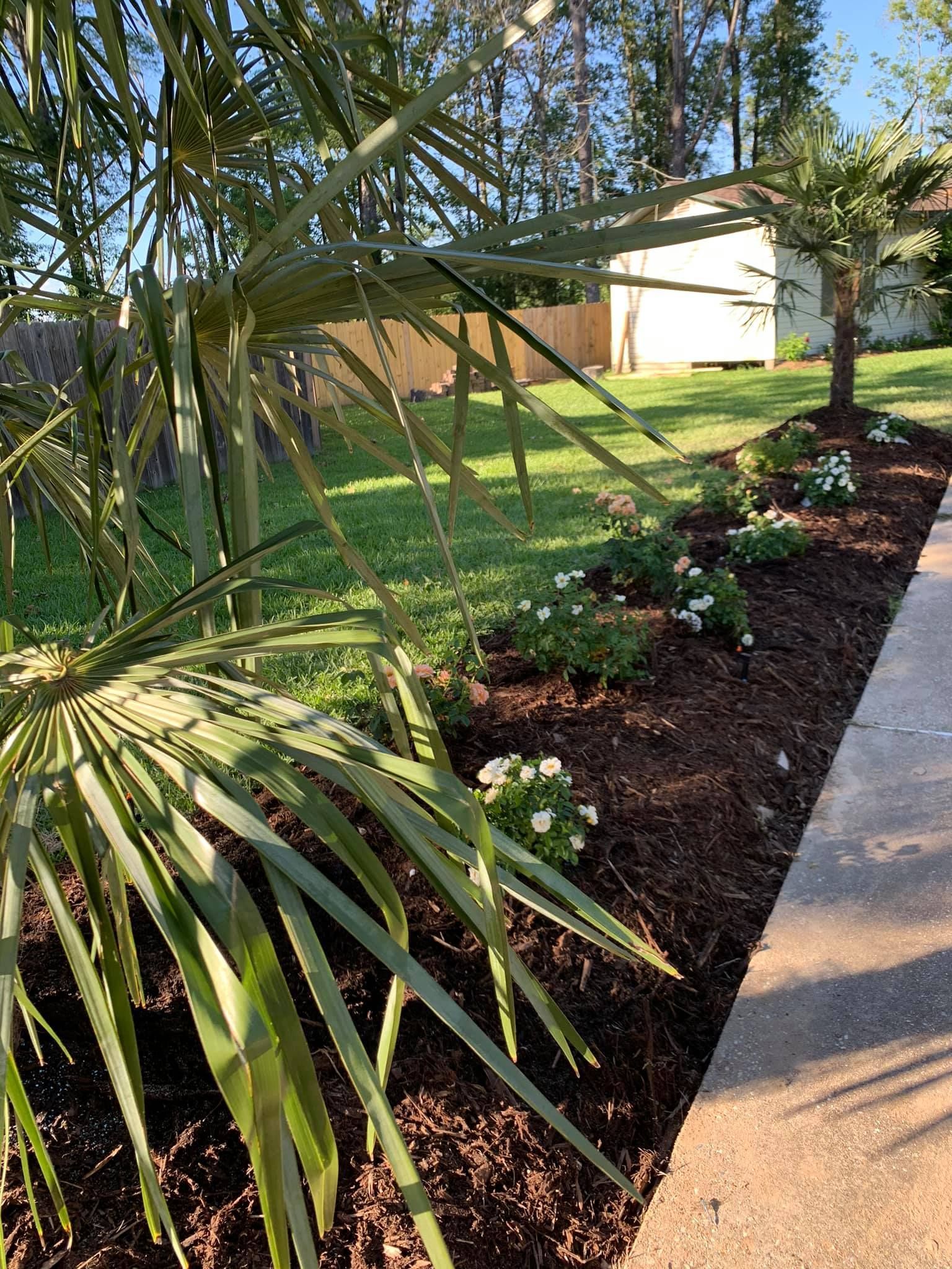 A palm tree is growing next to a sidewalk in a yard.