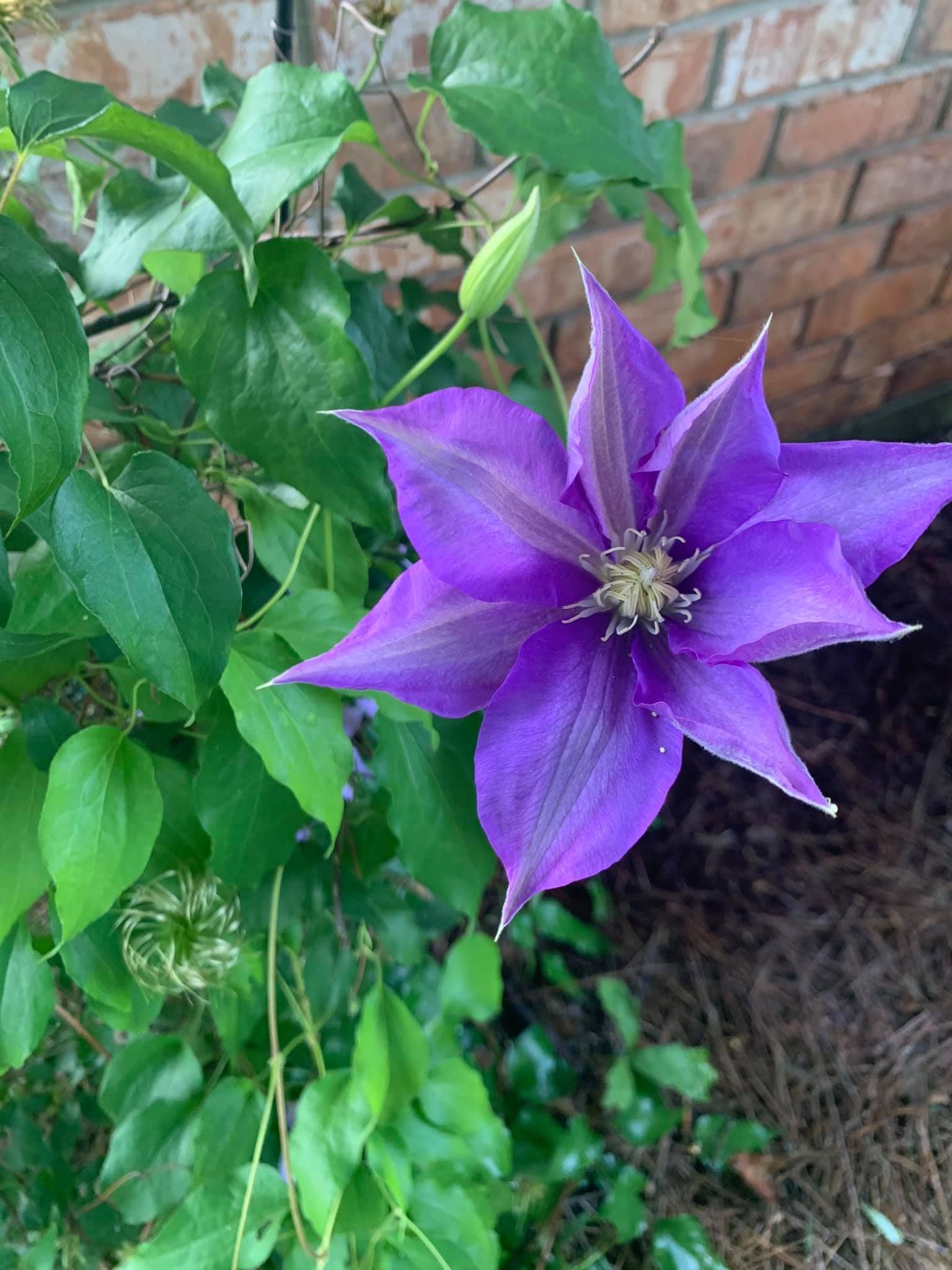 A close up of a purple flower surrounded by green leaves.