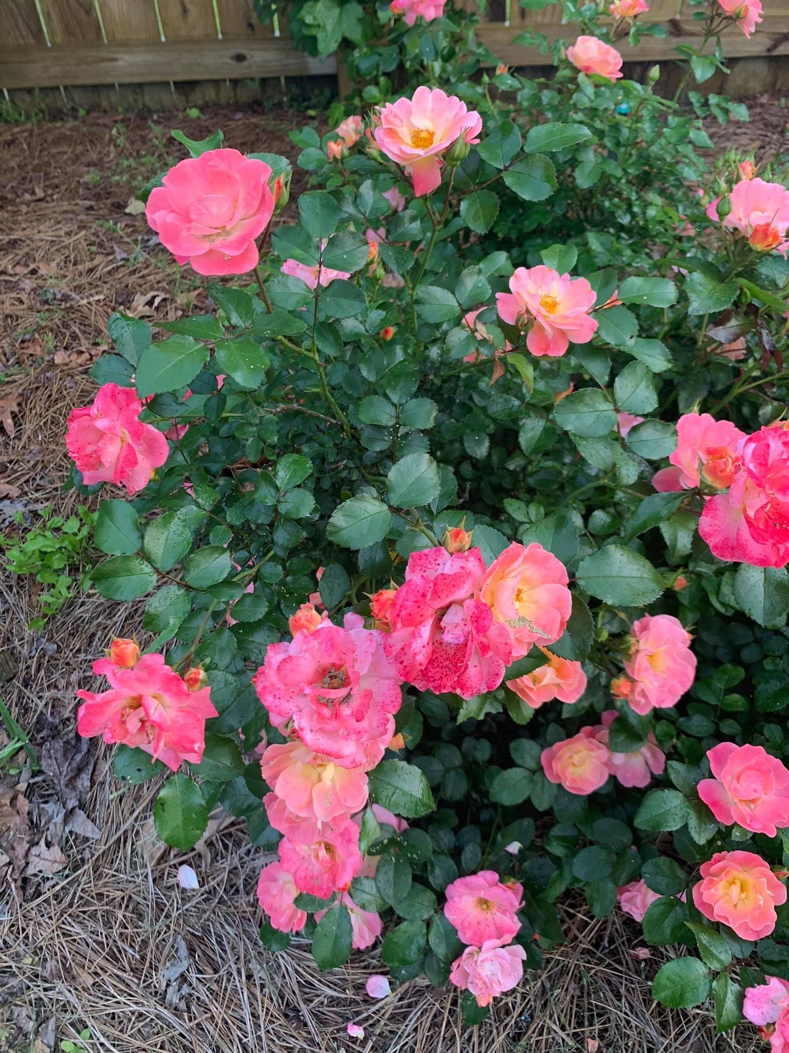 A bush with pink flowers and green leaves in a garden.