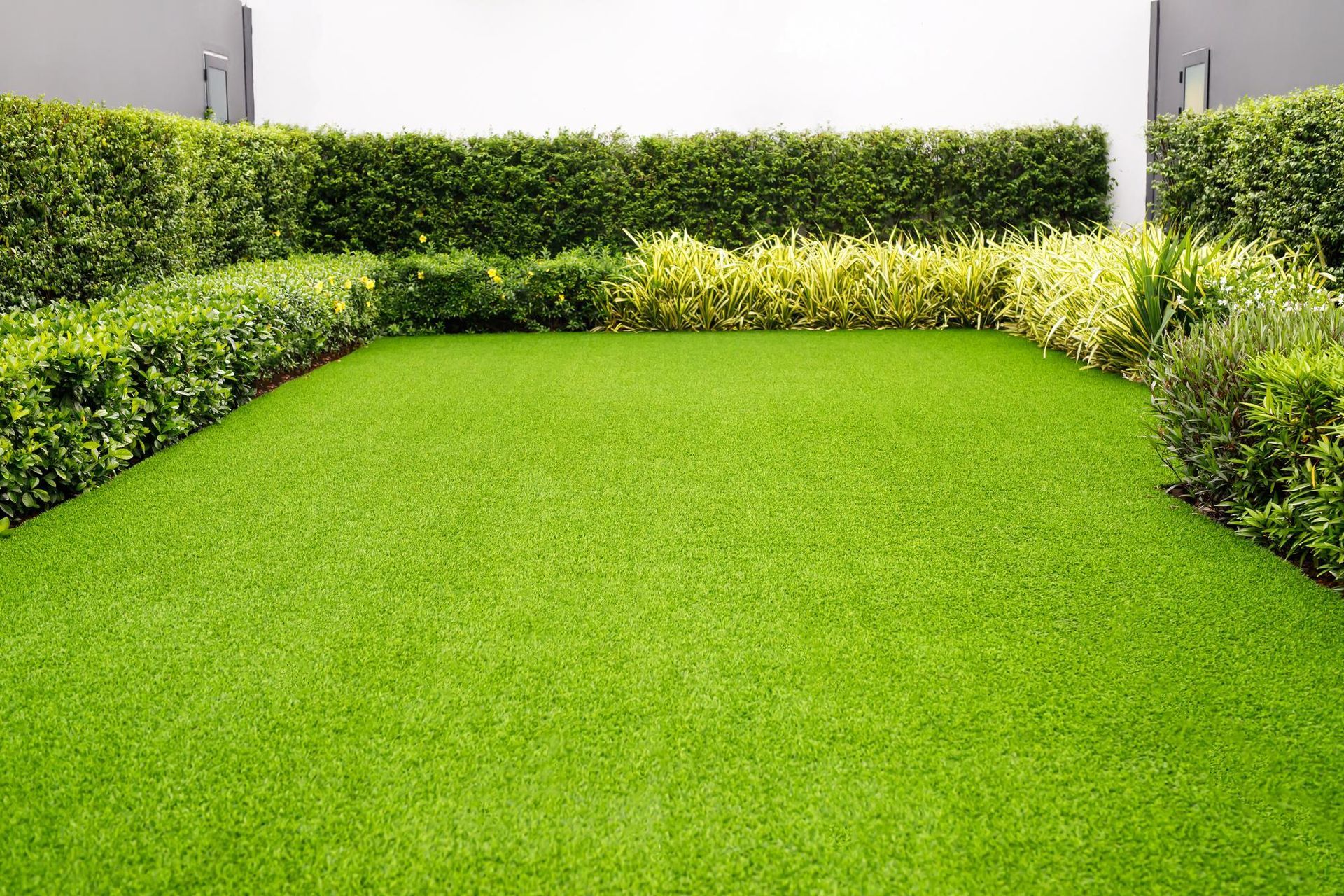 Healthy grass on a yard
