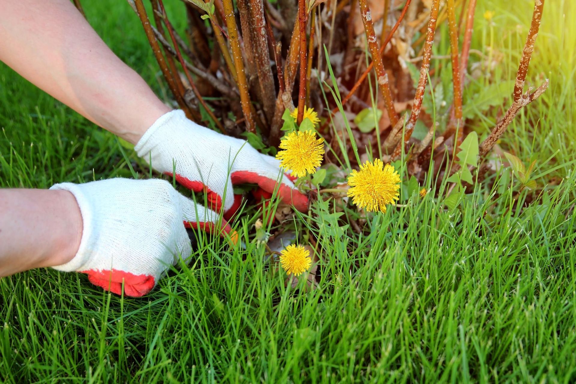Cutting weeds on grass