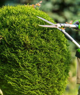 Person trimming a round green shrub with hedge shears outdoors