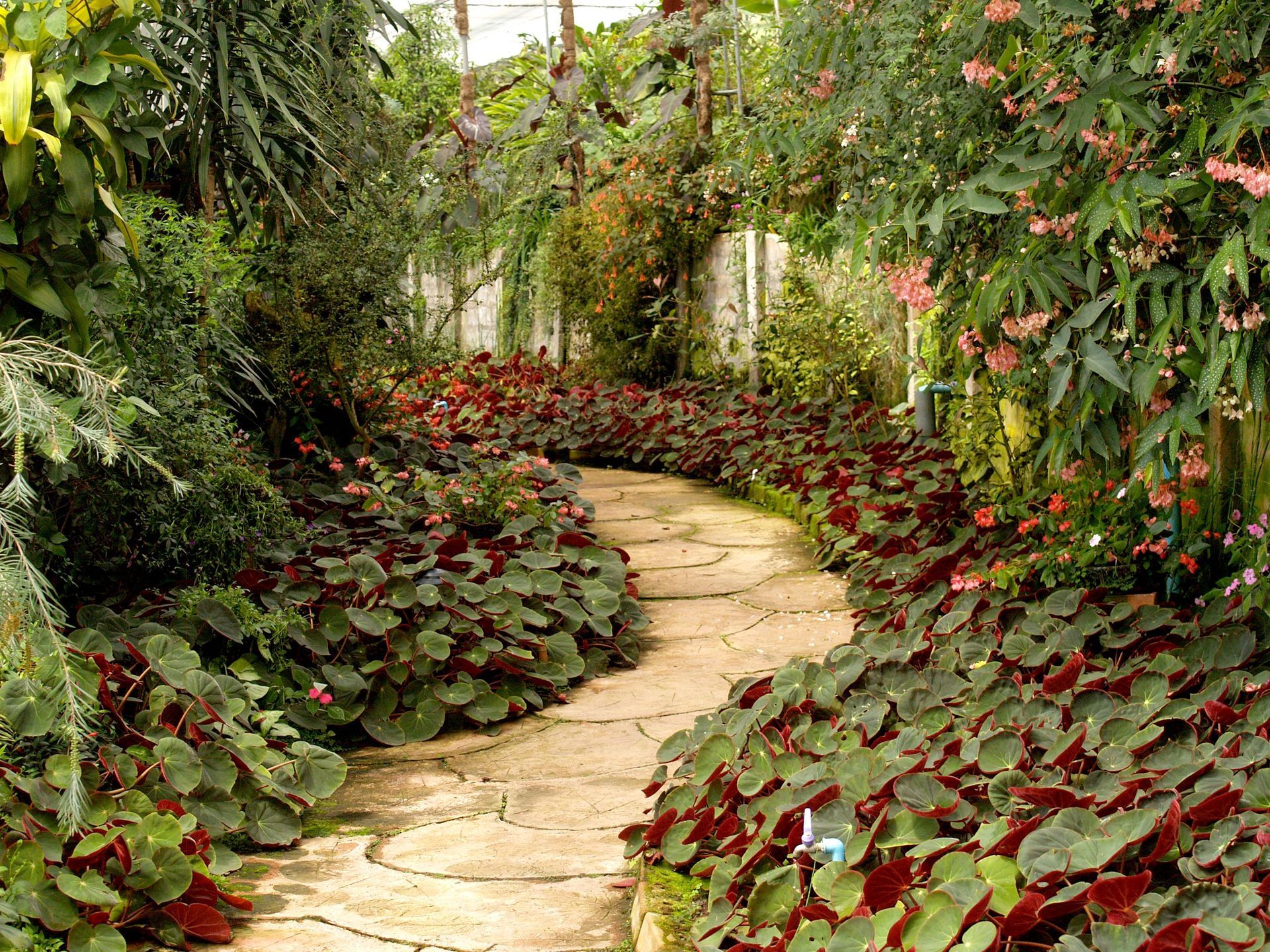 Stone path through a lush garden with dense green foliage and red flowers