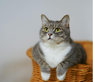 Gray tabby cat with white chest and paws, sitting in a woven basket, looking upward at Fusion Apartments in Irvine CA.