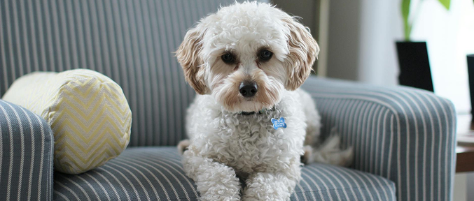 A fluffy white dog with brown ears sits on a striped blue armchair, looking forward at Fusion Apartments in Irvine CA.