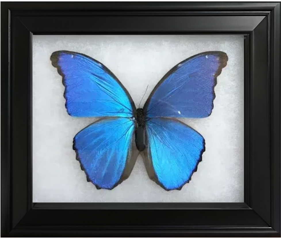 Framed blue Morpho butterfly on a white background, black frame.
