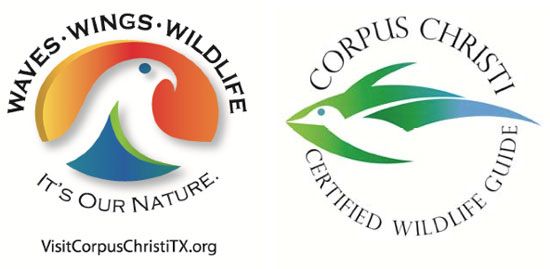 Go to: visitcorpuschristi.com waves wings wildlife logo certified wildlife guide corpus christi