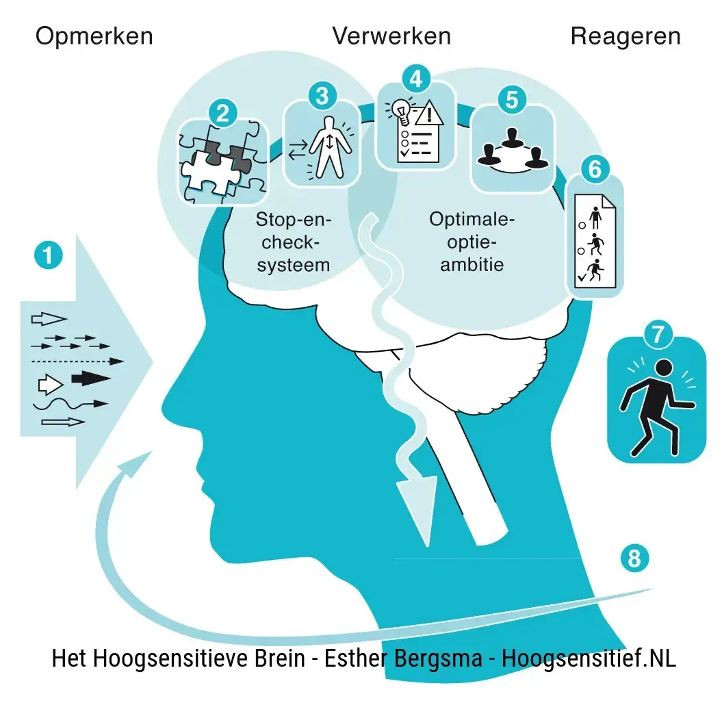 Diagram van de perceptie-verwerking-reactiecyclus van het Nederlandse brein, met genummerde stappen en silhouetten van hoofden.