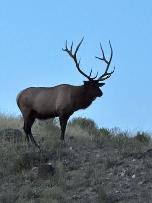 Picture of a bull elk with a large rack with a blue sky background.