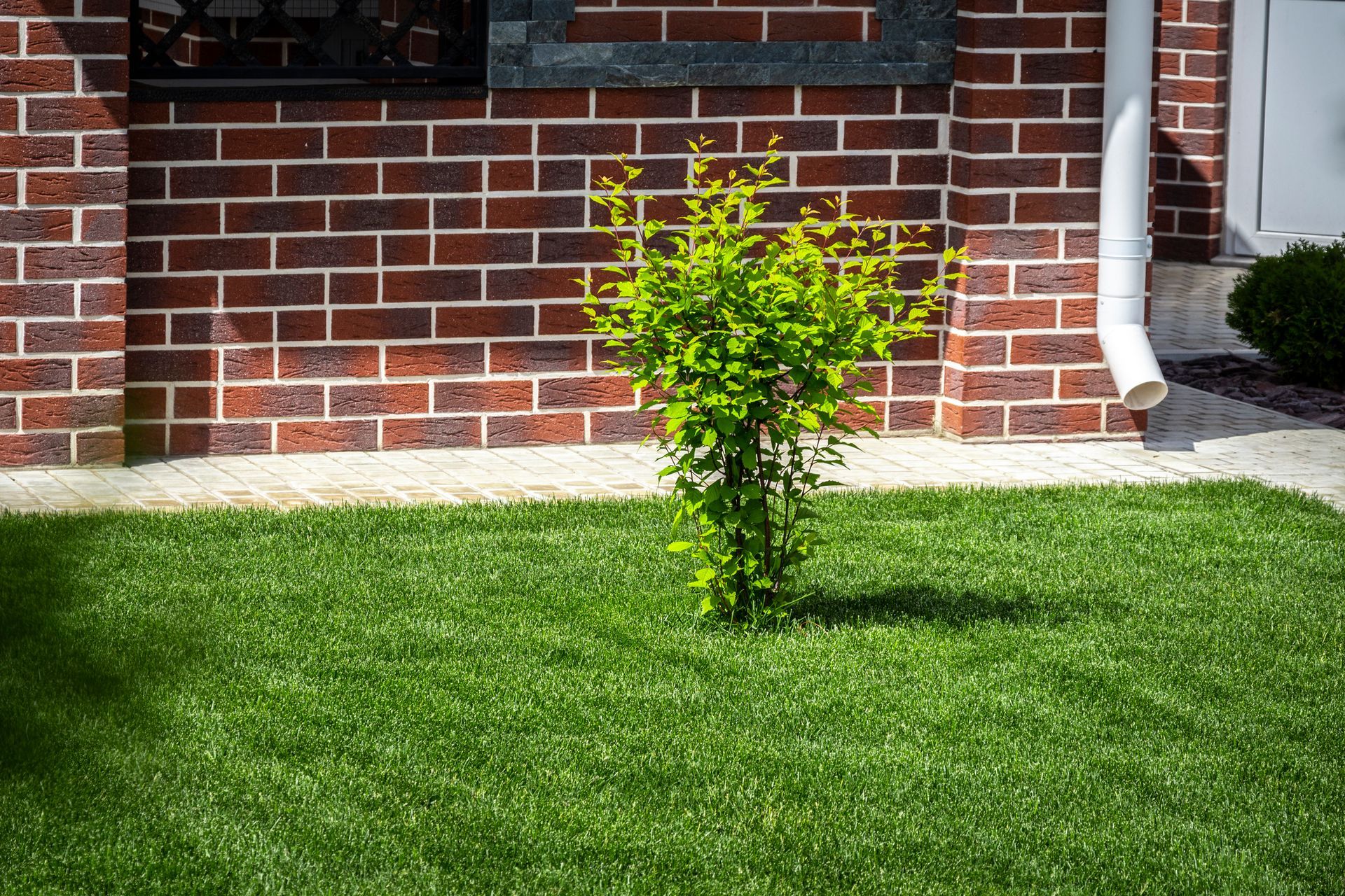 Evenly trimmed lawn in the backyard of a house. Evenly trimmed lawn in the backyard of a house.