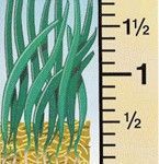 Green grass blades with brown roots against a yellow ruler, measuring about 1 inch.