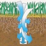Diagram showing water flow through soil to grass roots. Blue arrows show the water path.