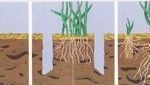 Diagram showing grass roots after aerating the soil.