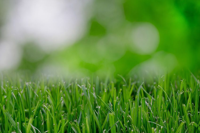 Field Of Green Grass — Columbus, NJ — G & G Landscaping Construction, Inc. Field Of Green Grass — Columbus, NJ — G & G Landscaping Construction, Inc.