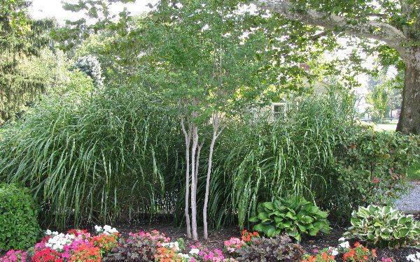 Tree In A Garden — Columbus, NJ — G & G Landscaping Construction, Inc.