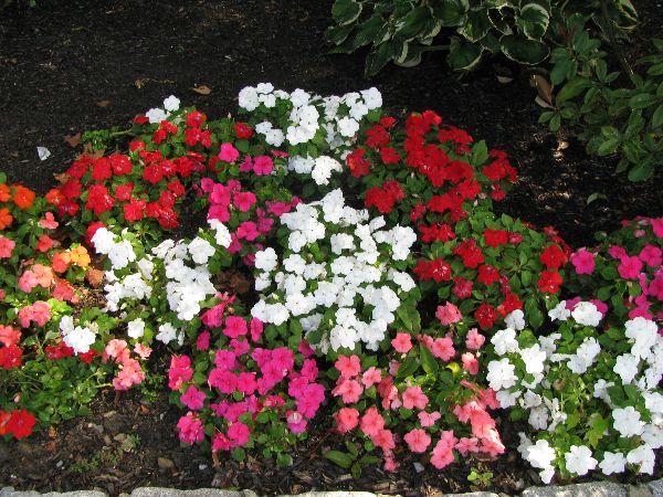 Bunch Of Different Flowers — Columbus, NJ — G & G Landscaping Construction, Inc.