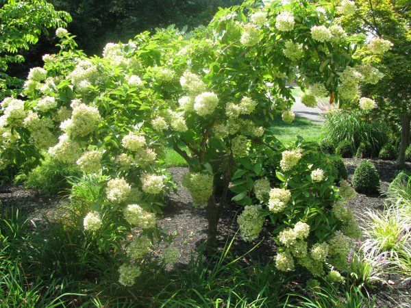 White Flowers And Green Leaves — Columbus, NJ — G & G Landscaping Construction, Inc.