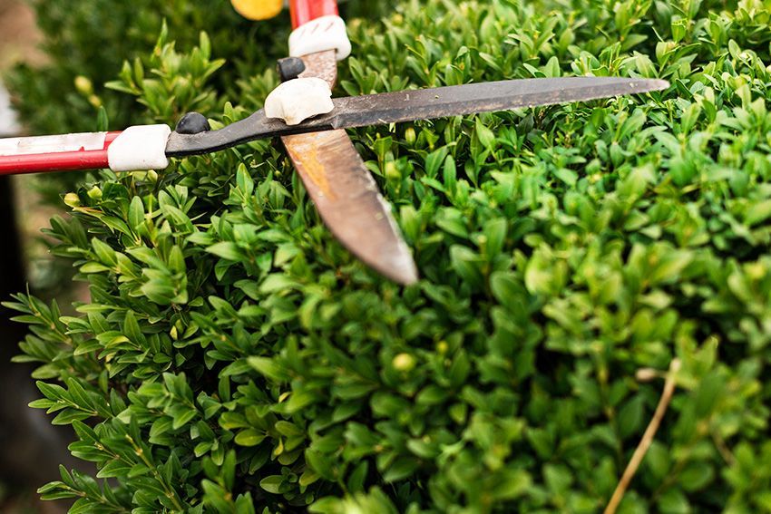 A Person Is Cutting A Bush — Columbus, NJ — G & G Landscaping Construction, Inc. A Person Is Cutting A Bush — Columbus, NJ — G & G Landscaping Construction, Inc.