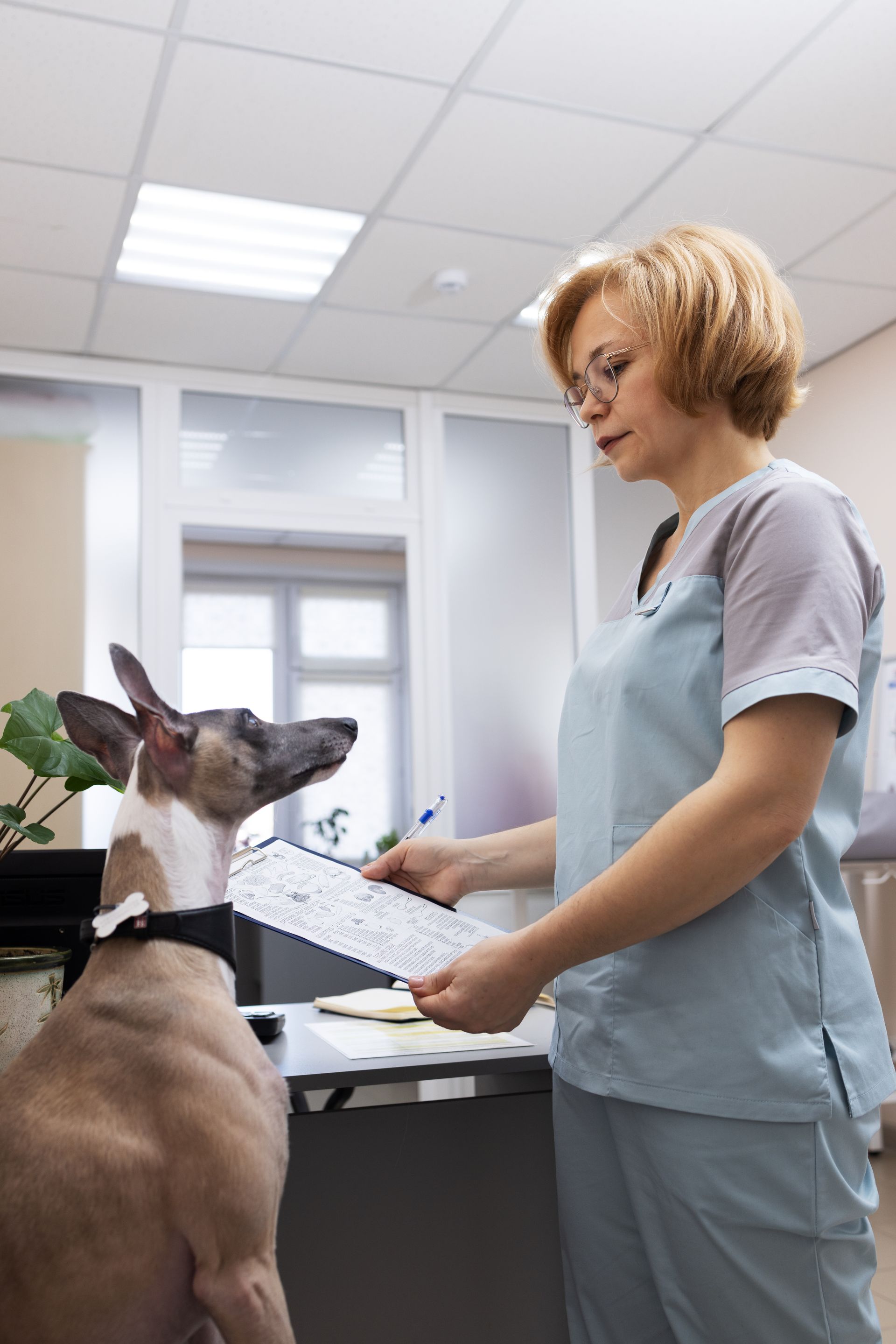 Veterinarian reviewing a clipboard while a dog sits on an exam table in a clinic