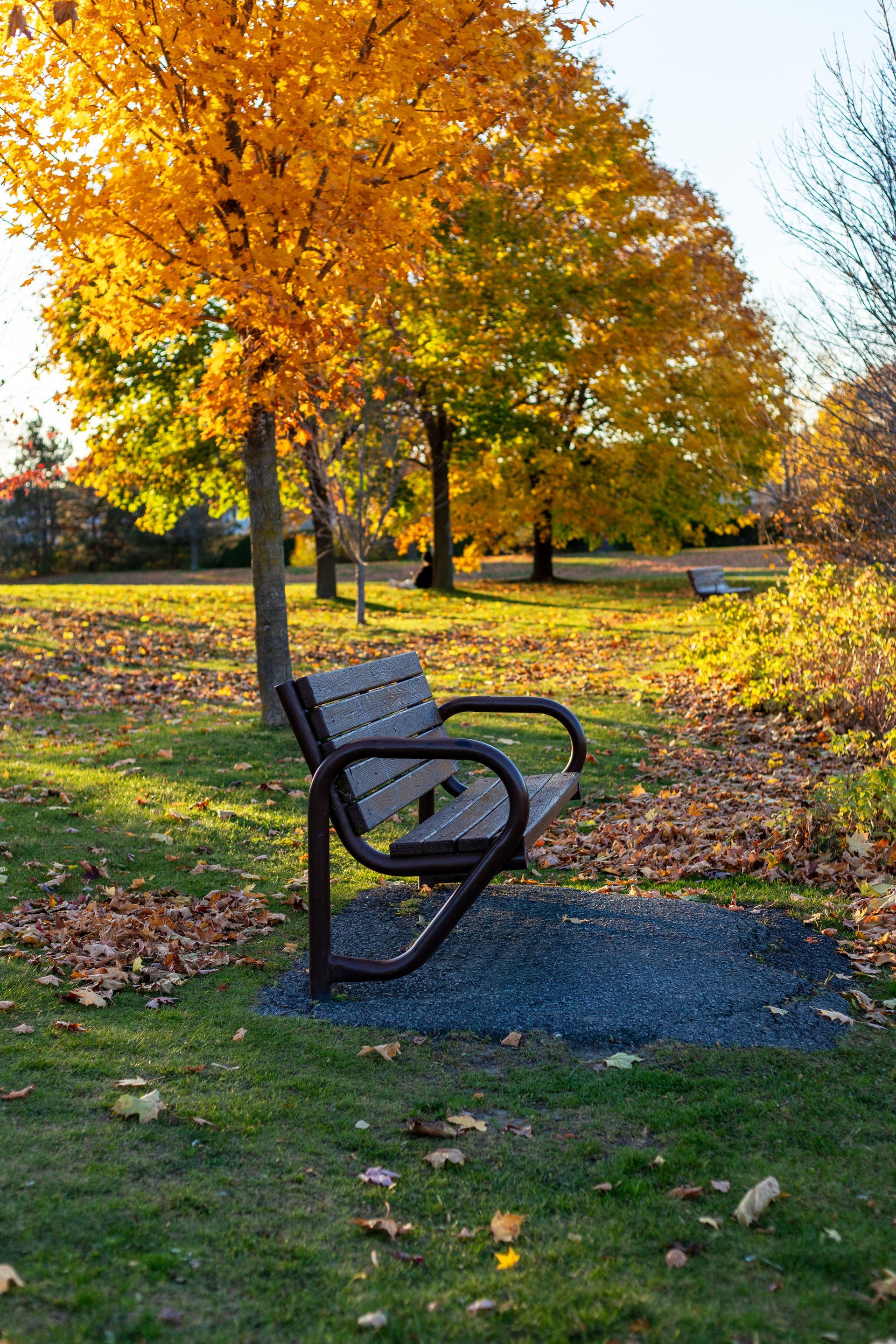 Park bench on a gravel path beneath orange autumn trees in a sunny park.
