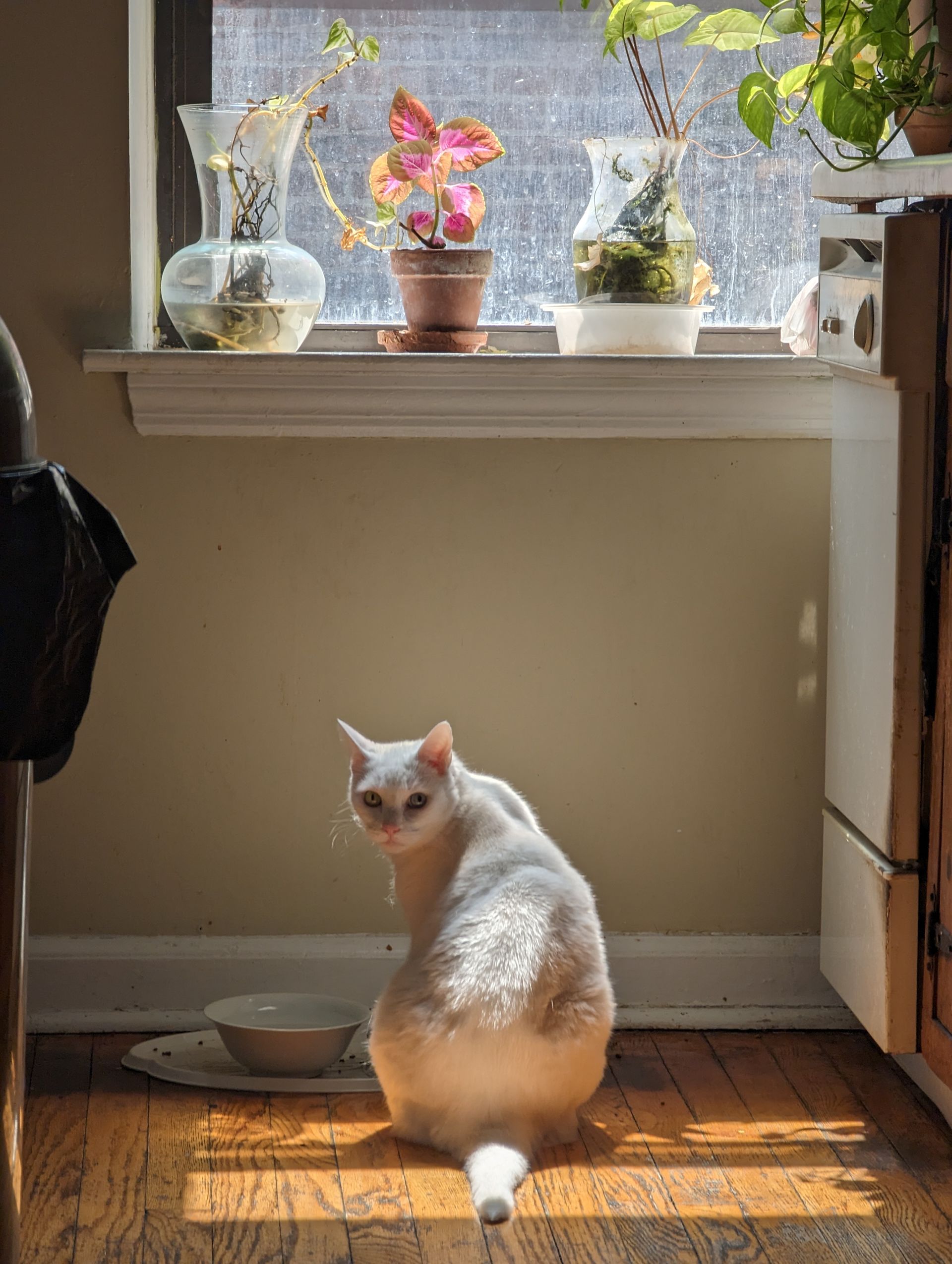 White cat turns head looking back, near sunlit window with plants and a bowl.
