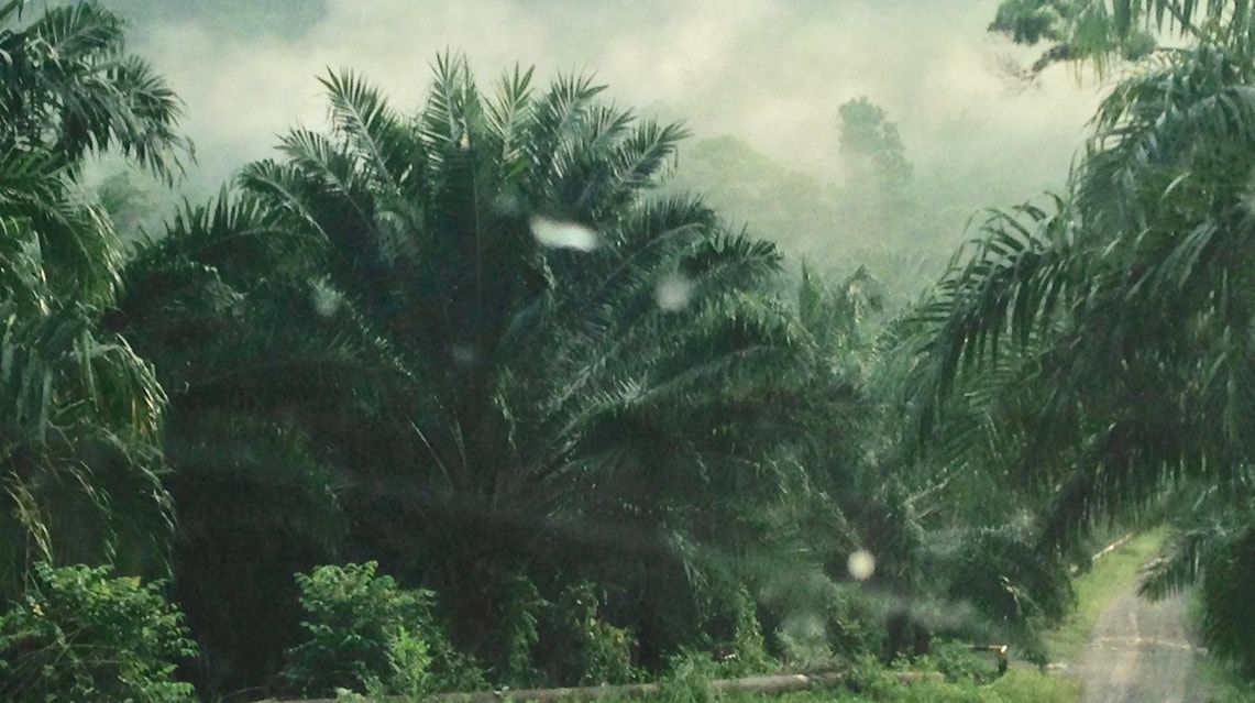 Jungle shot in motion from Guatemala
