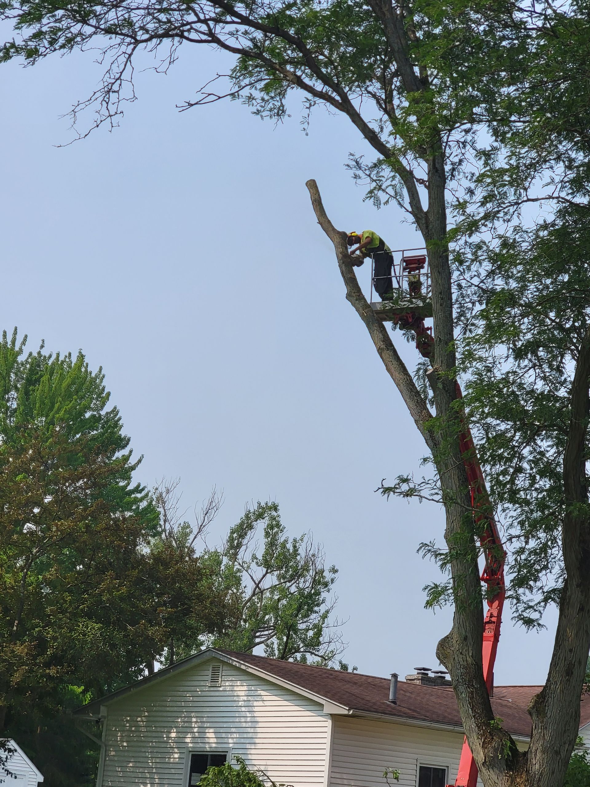 Person trimming a tree branch with a chainsaw, near a building on a sunny day.
