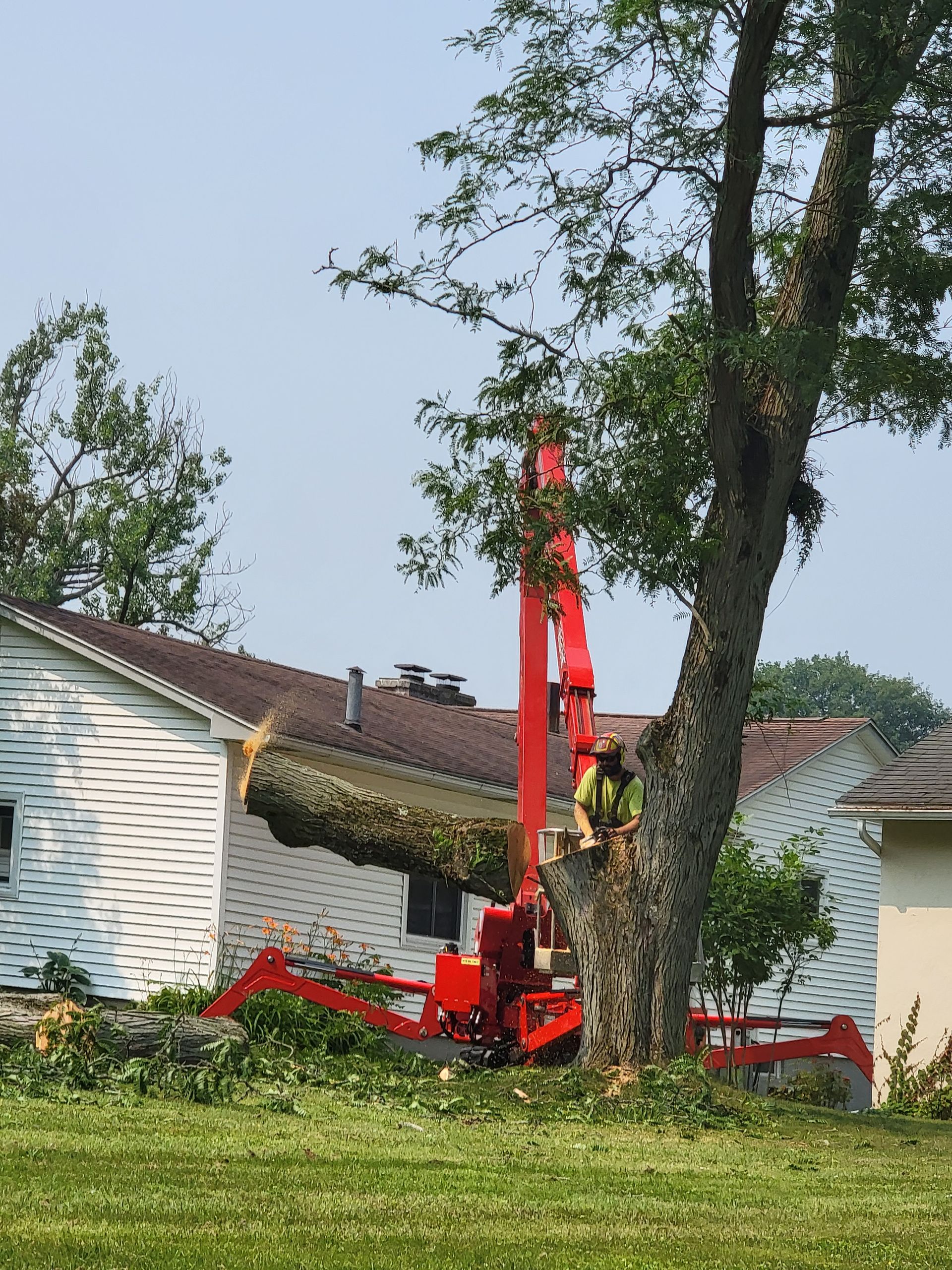 Red tree removal machine cutting a tree next to a house on a sunny day.