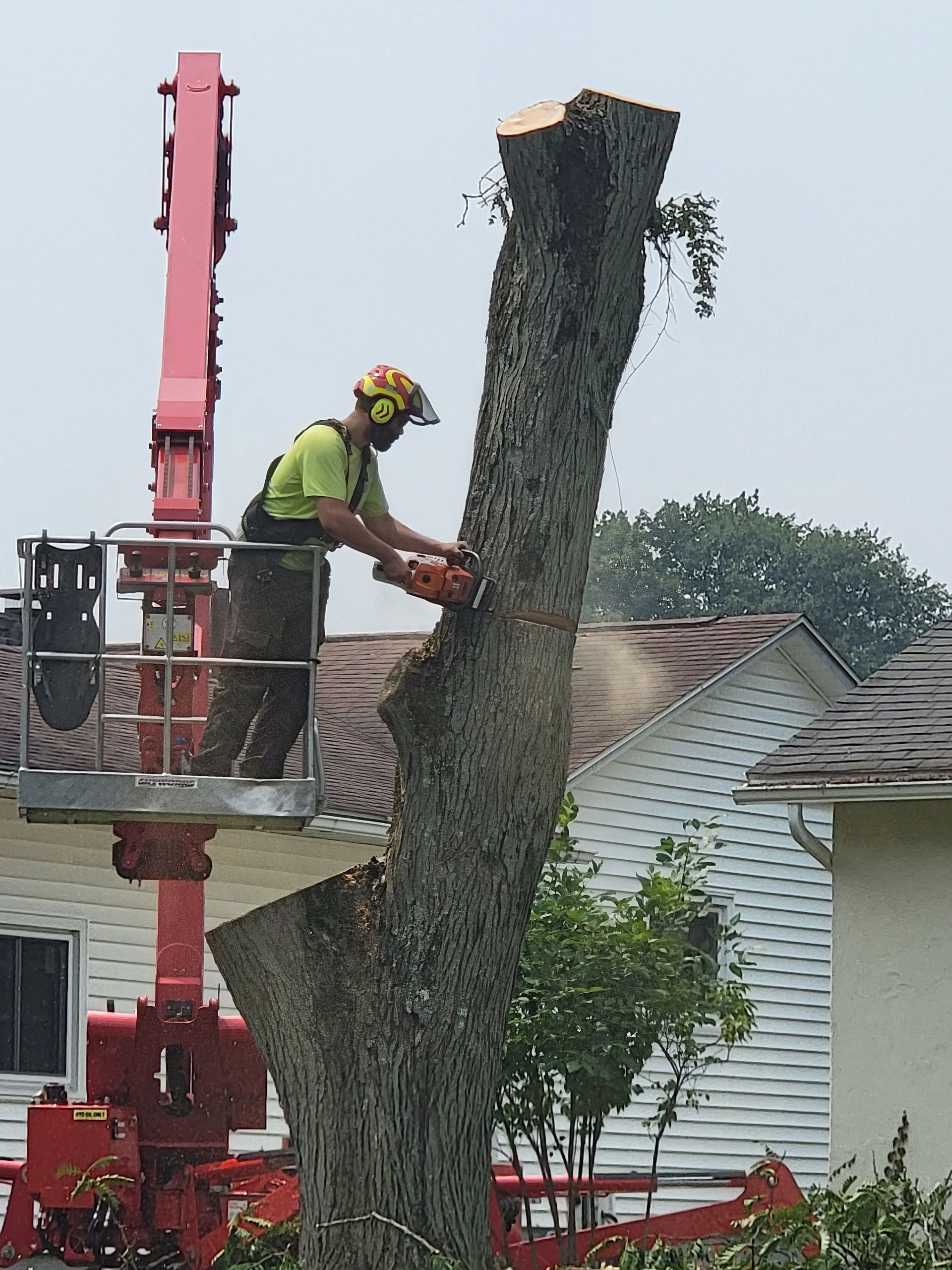 Arborist using a chainsaw in a lift to cut a tree. Residential setting, wearing safety gear.