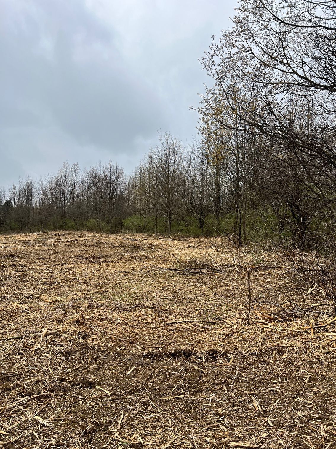 Cleared ground covered in wood chips, with bare trees along the edge under a cloudy sky.