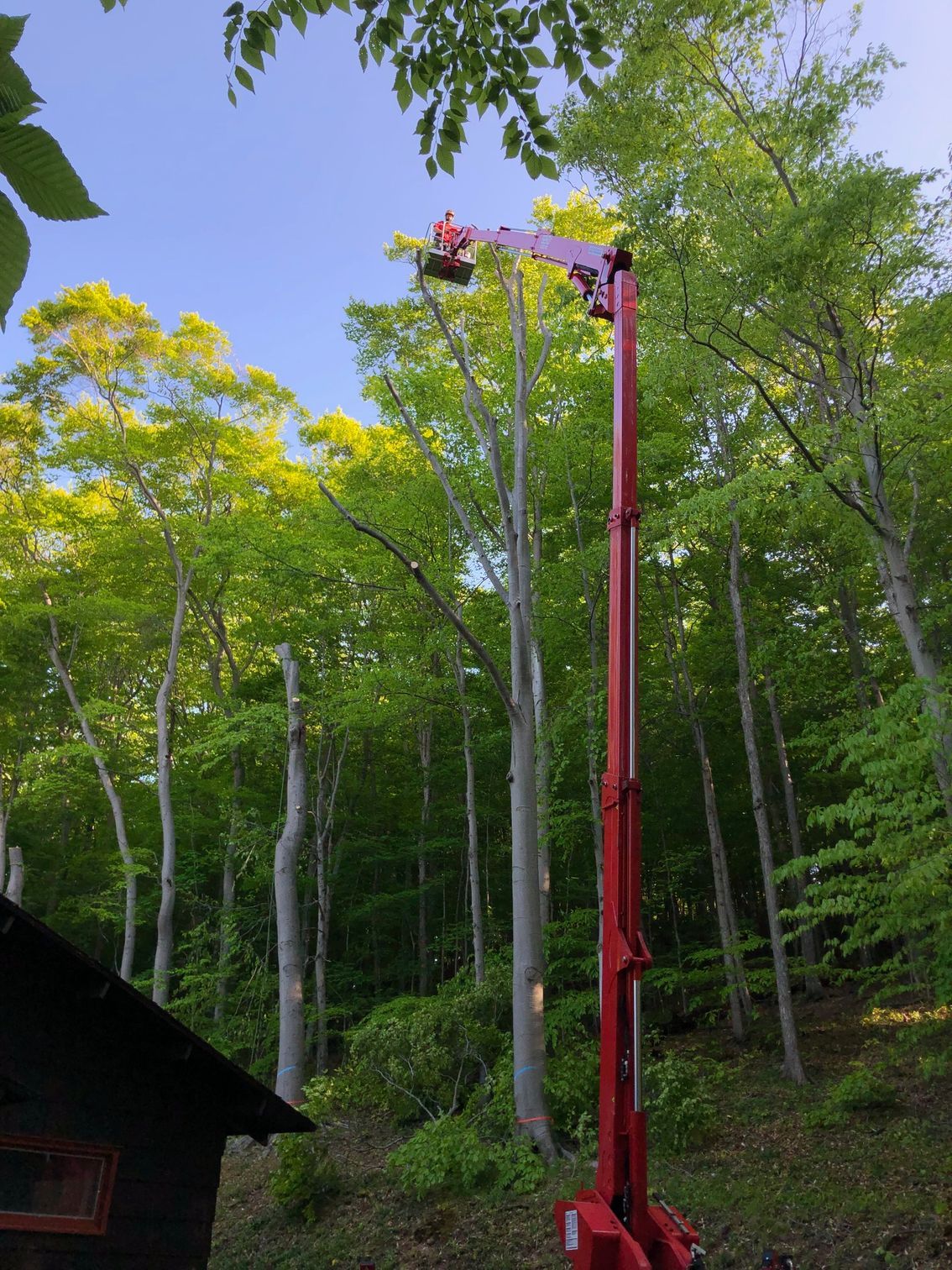 Red lift truck trimming tall trees in a forest.
