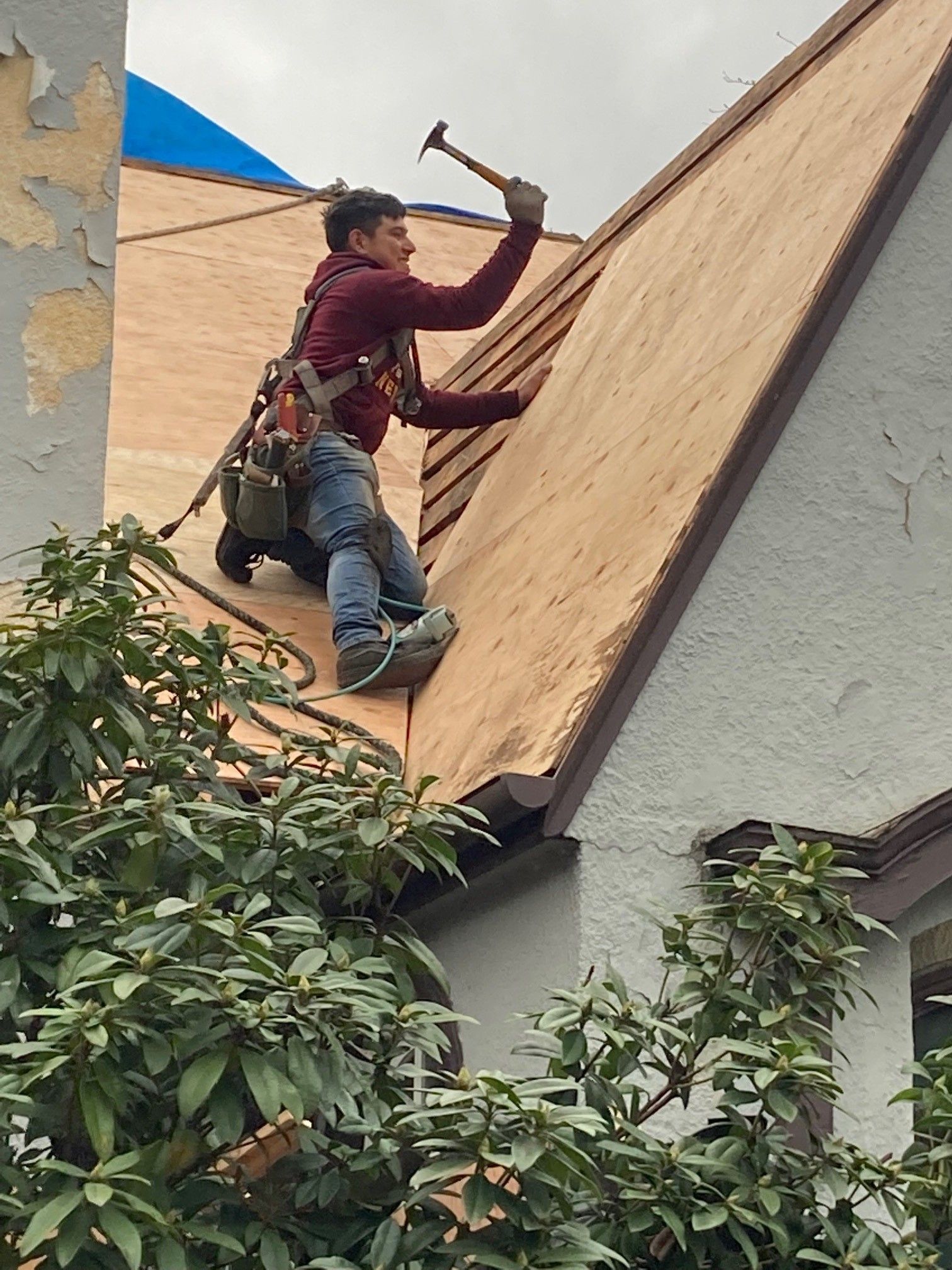 Construction worker on a roof hammers plywood. He wears a harness, jeans, and a red jacket, with green foliage in the foreground. Construction worker on a roof hammers plywood. He wears a harness, jeans, and a red jacket, with green foliage in the foreground.