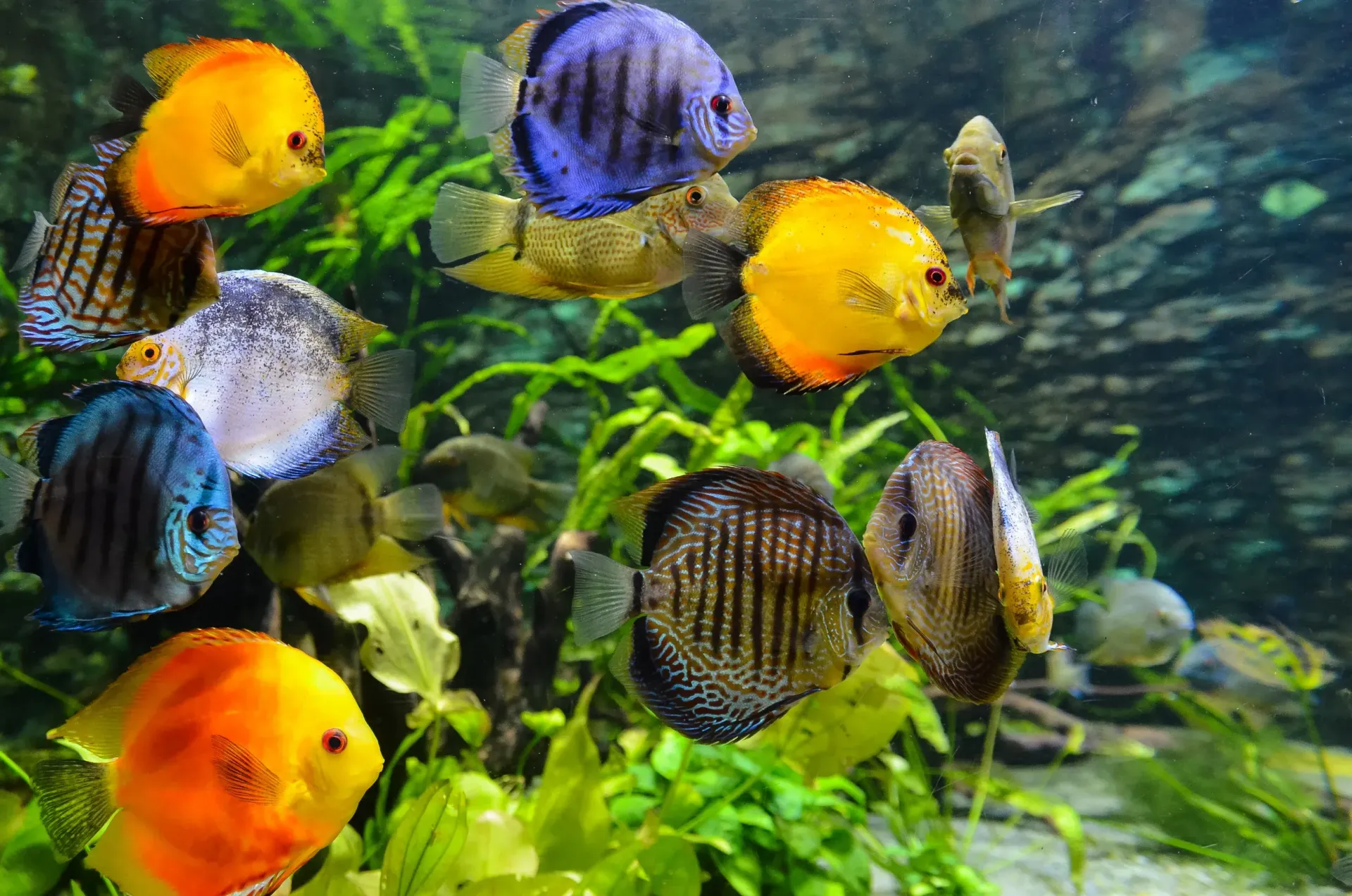 Colorful discus fish swimming among green aquarium plants in a freshwater tank