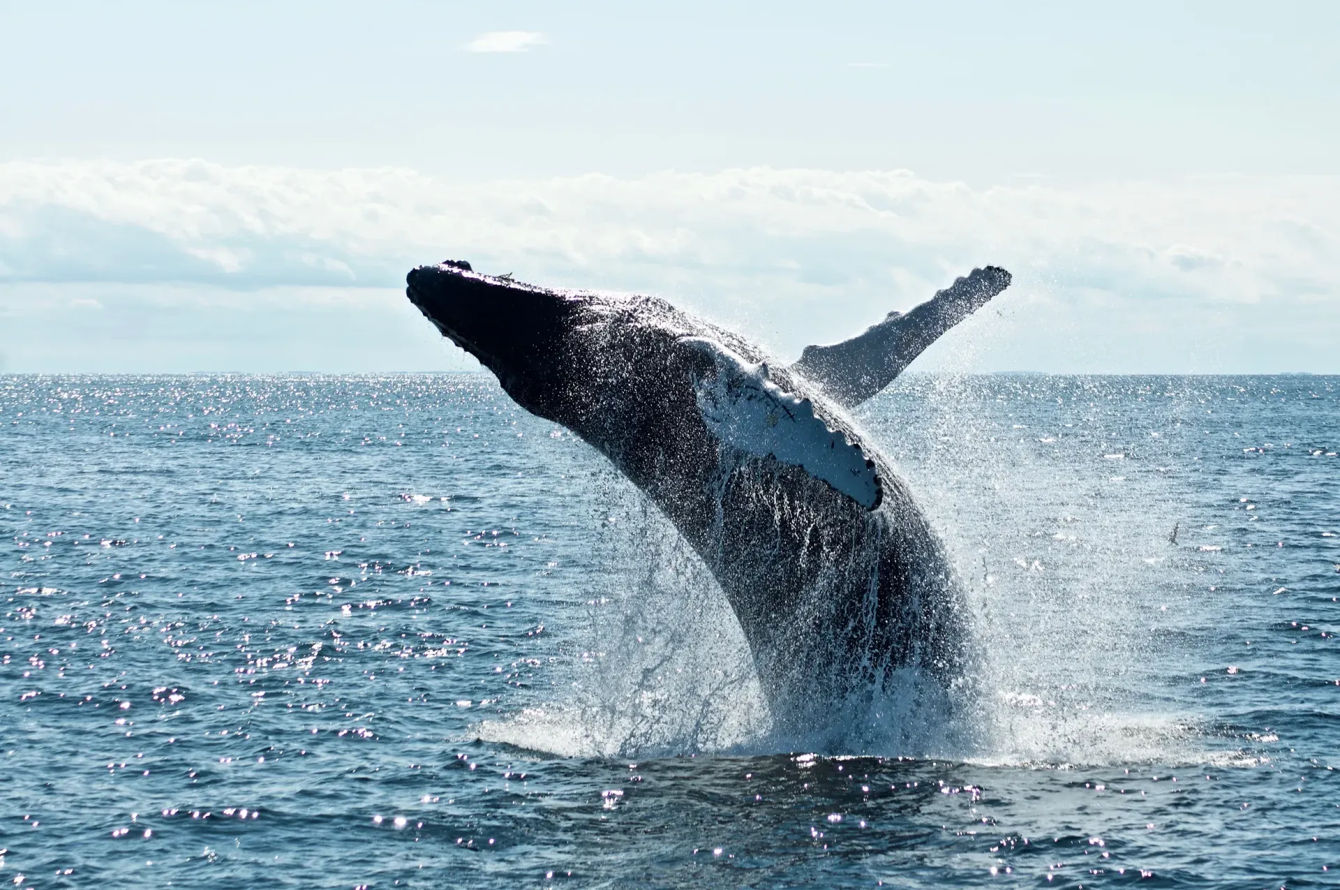 Whale breaching the ocean surface, sending up spray under a bright sky