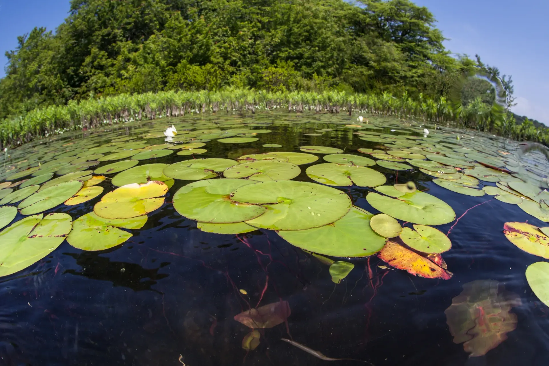Lily pads floating on a dark pond with green shoreline and trees reflected in water