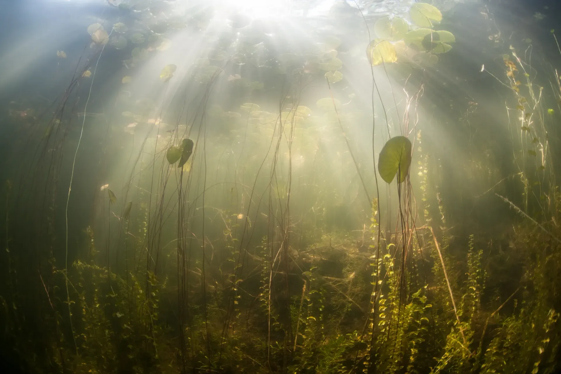 Sunlit underwater scene with green plants and suspended particles in a hazy pond
