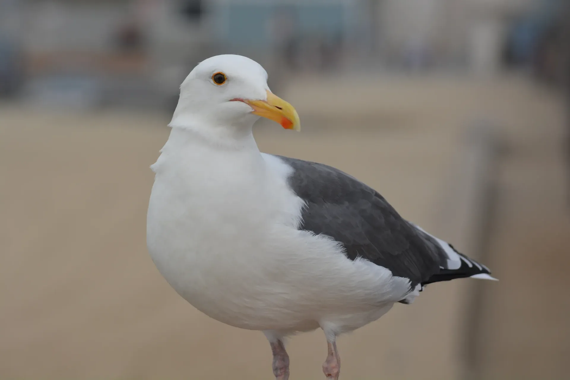 White and gray seagull standing on a beach with a blurred sandy background