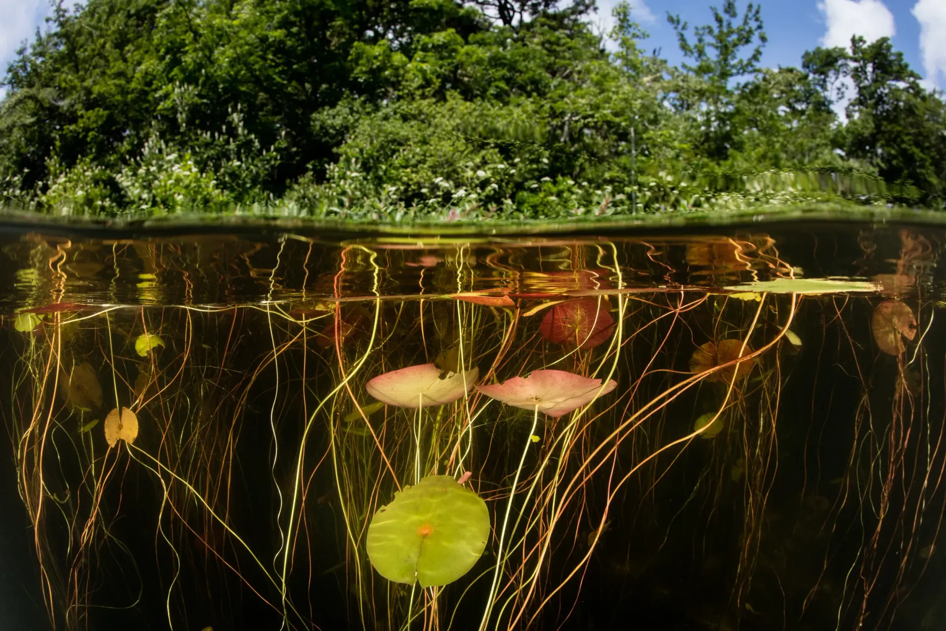 A pond surface with lily pads and reeds below, reflecting green trees above the waterline.