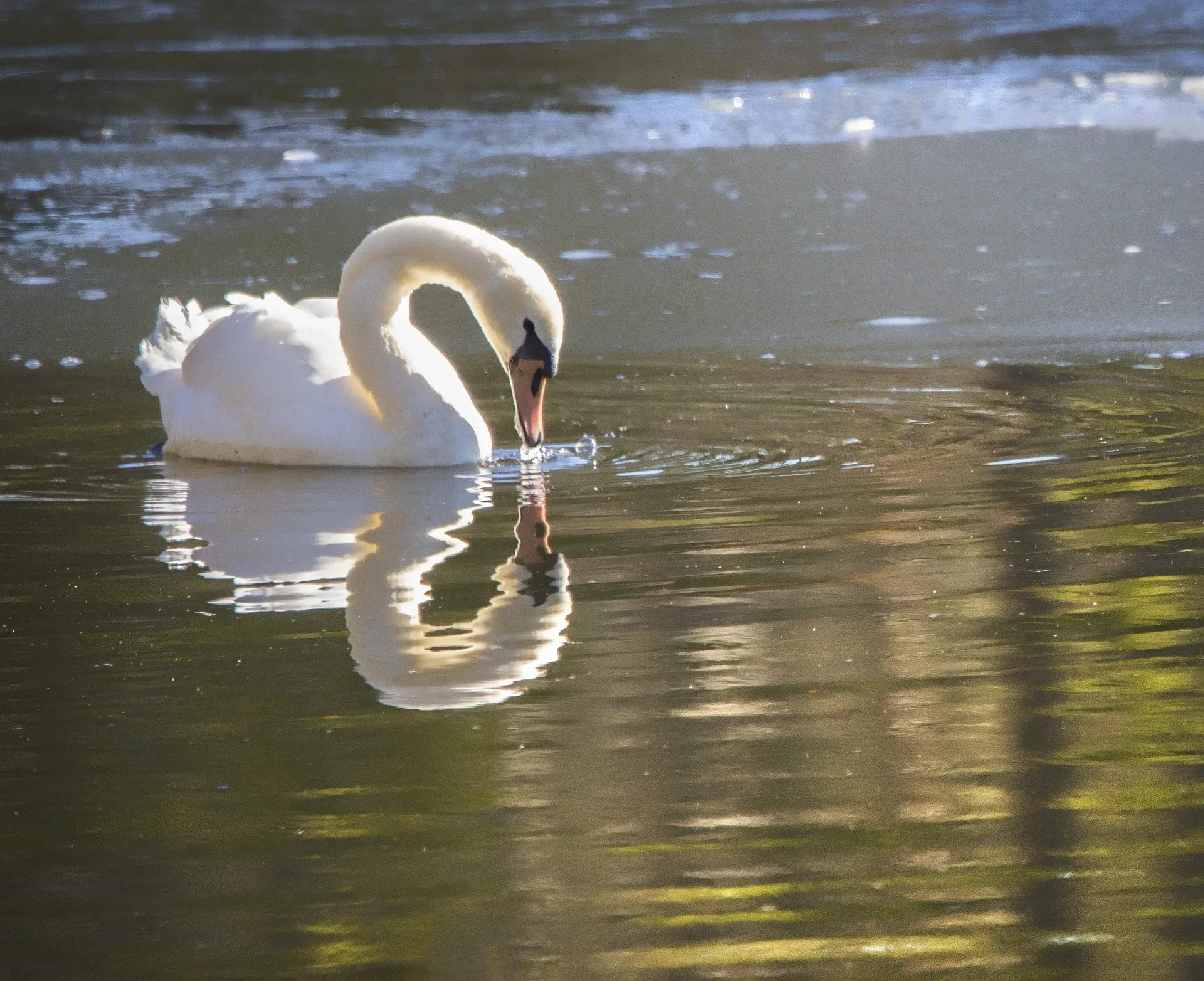 White swan with curved neck swimming on a calm pond, its reflection visible in the water.