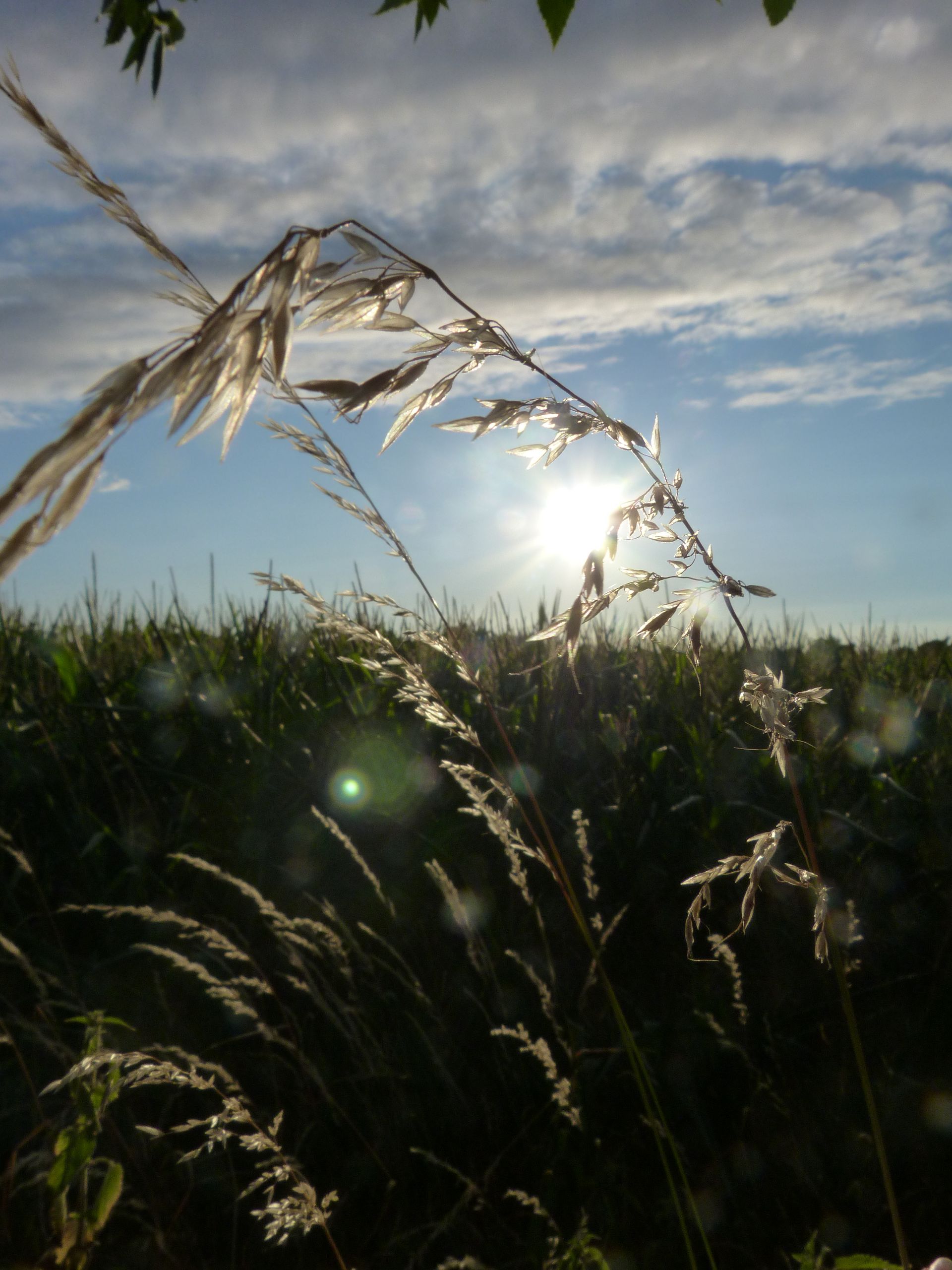 Crops  against a blue sky with some clouds.