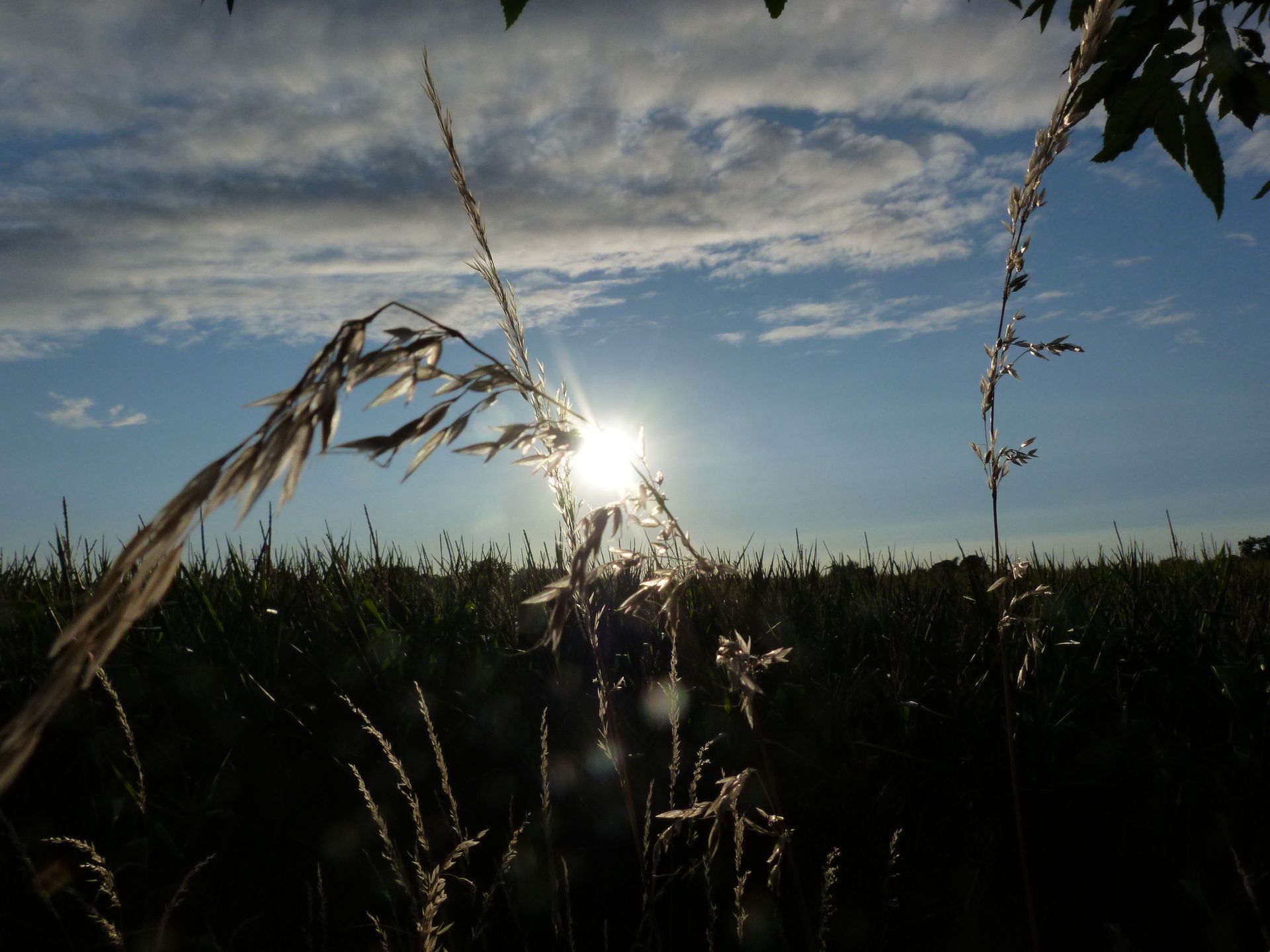 Crops  against a blue sky with some clouds. 