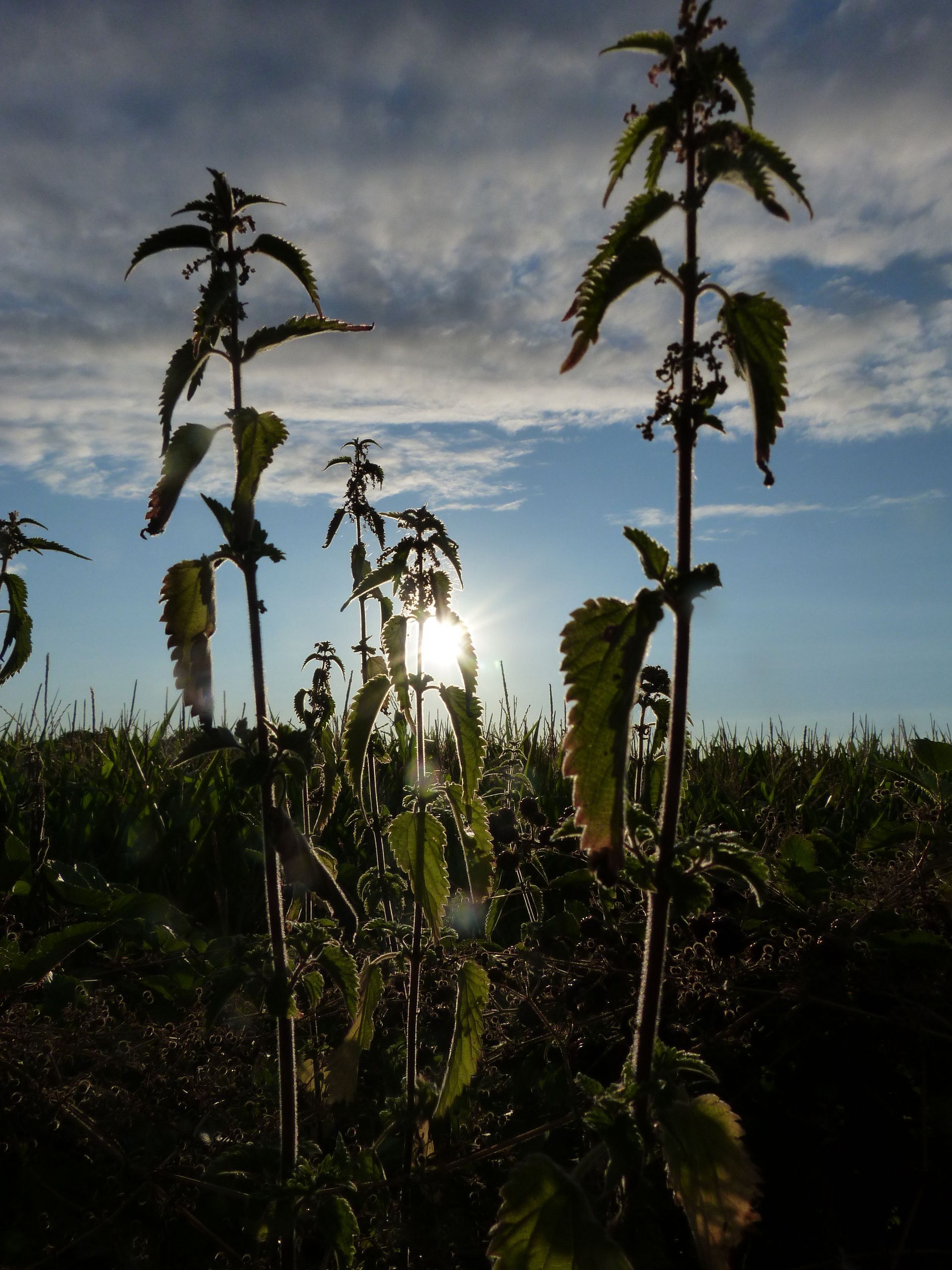 Nettles against a blue sky with some clouds. 