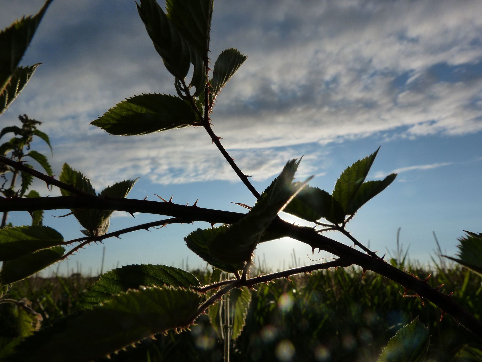 Bramble thorns against a blue sky with some clouds. 