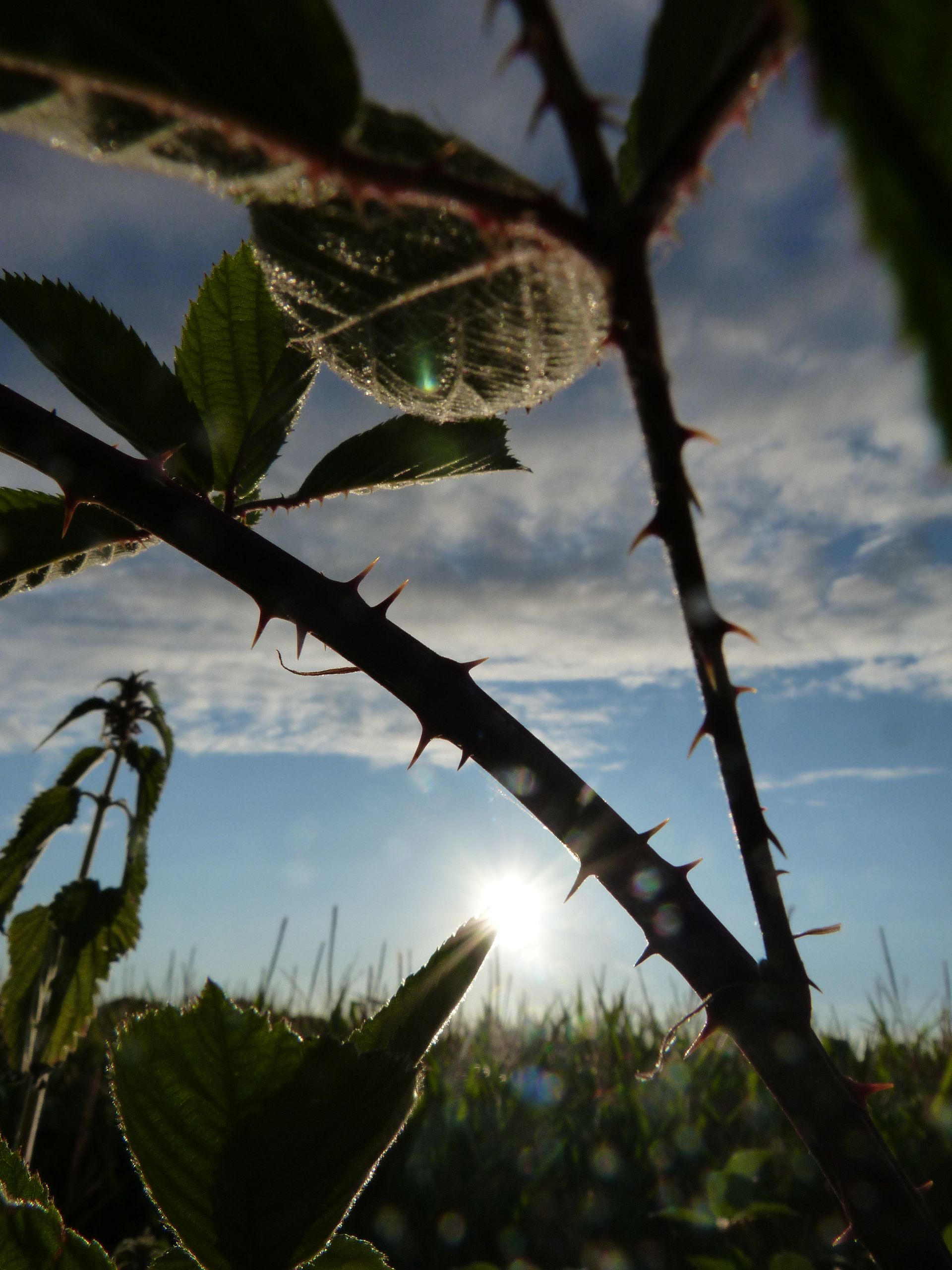 Bramble thorns against a blue sky with some clouds. 