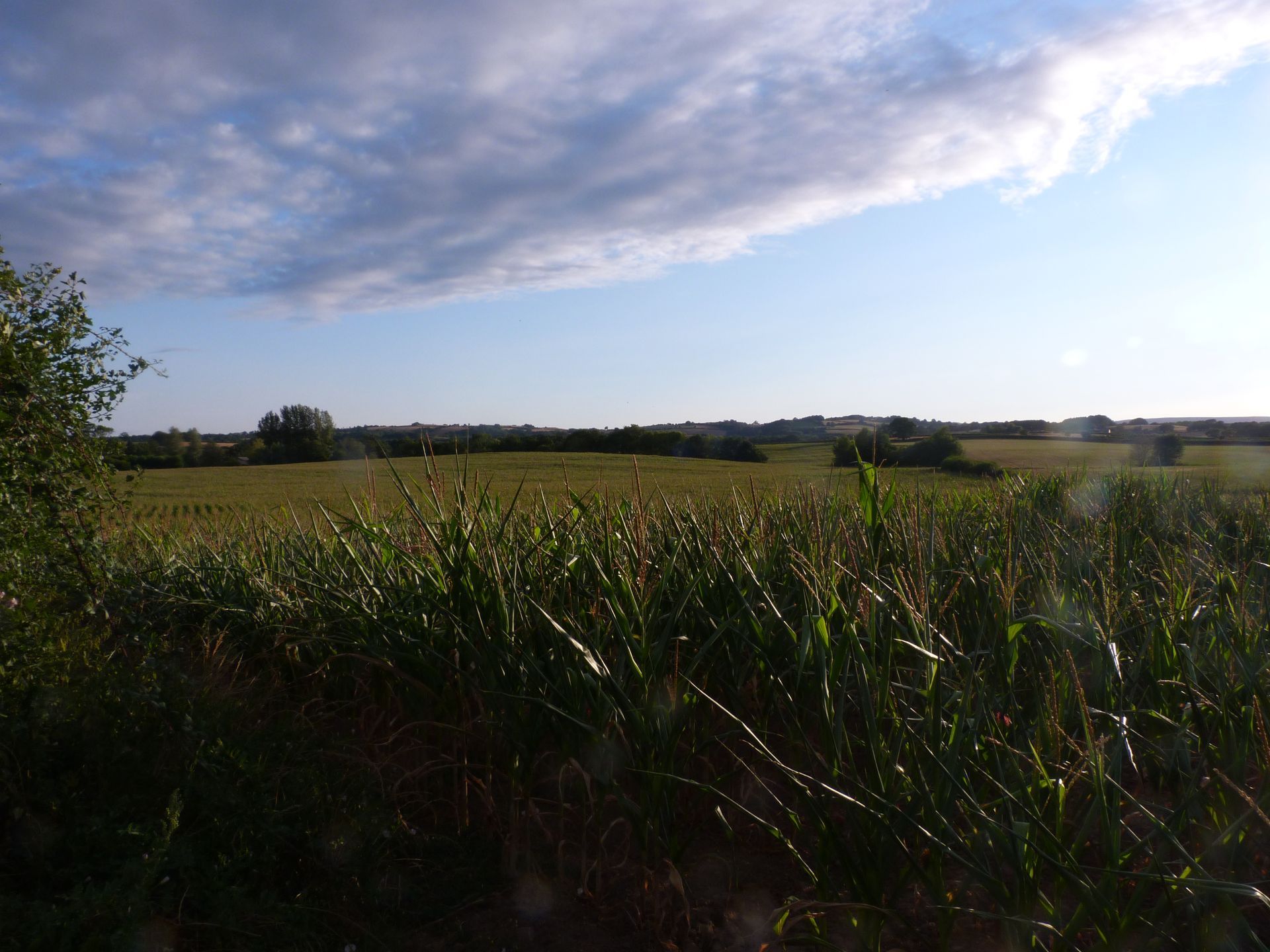 Fields full of green crops.