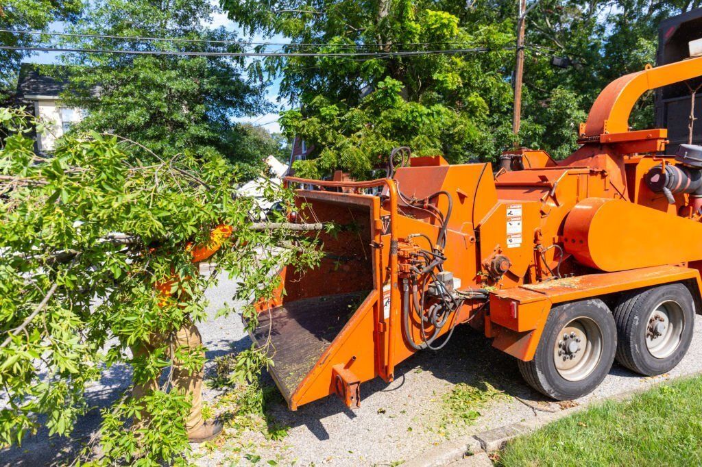 Image of an arborist removing a tree in caloundra