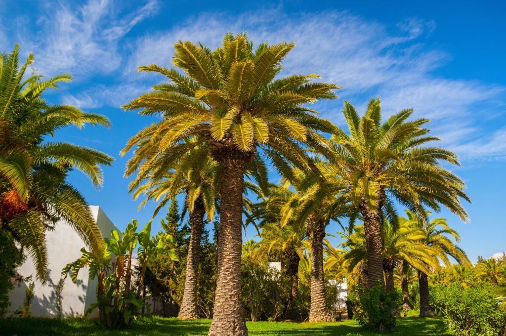 Lush palm trees