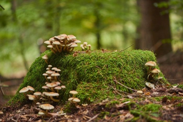 Tree stump covered with moss and fungi.