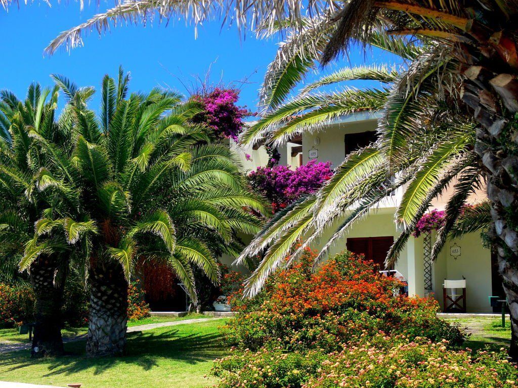 image of pruned palm trees in alexandra headland