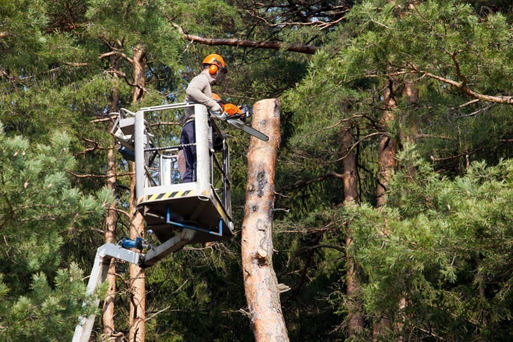 Image of a tree stump grinding machine in sunshine coast